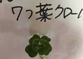 七つ葉クローバー
