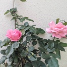 バラ