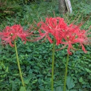 曼殊沙華