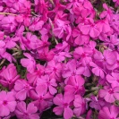 芝桜