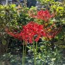 彼岸花